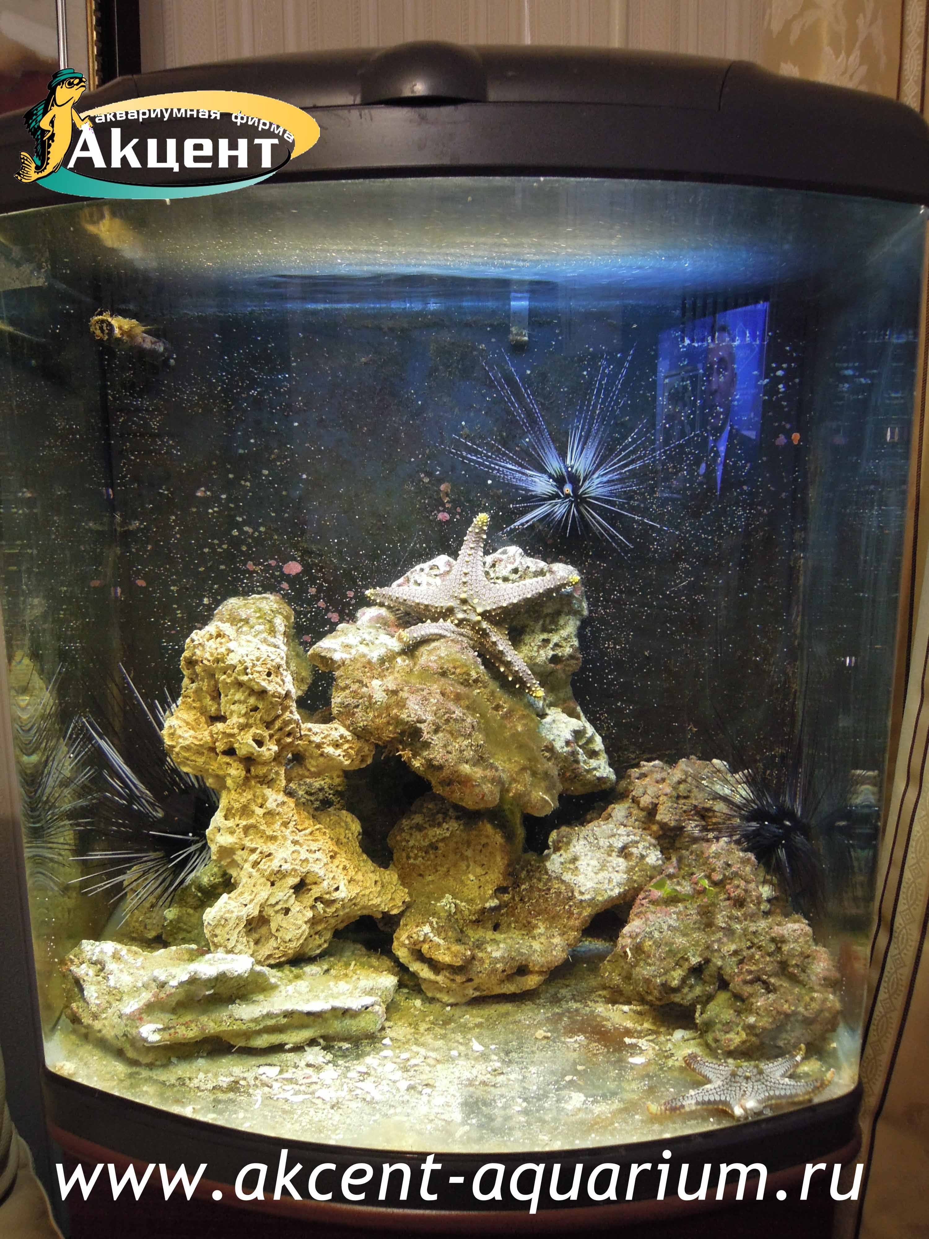 Акцент-аквариум, аквариум 130 литров, море, морские ежи, морские звезды.